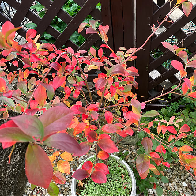 leafさんの実例写真