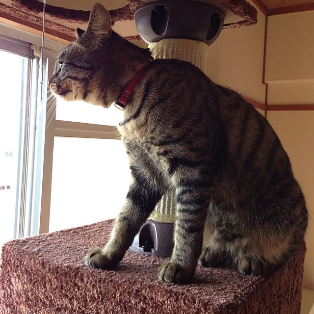 HouQさんの実例写真
