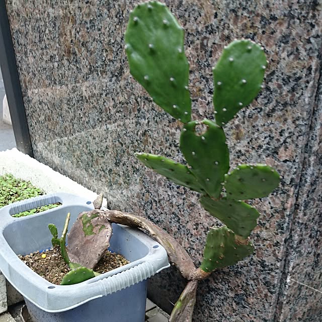 バス/トイレ/バストイレではありません/会社の近く/cactus club⇔C.C☺︎/サボテン♡...などのインテリア実例 - 2016-11-10 14:35:15