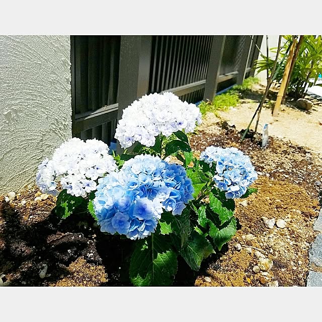 aikoさんの実例写真