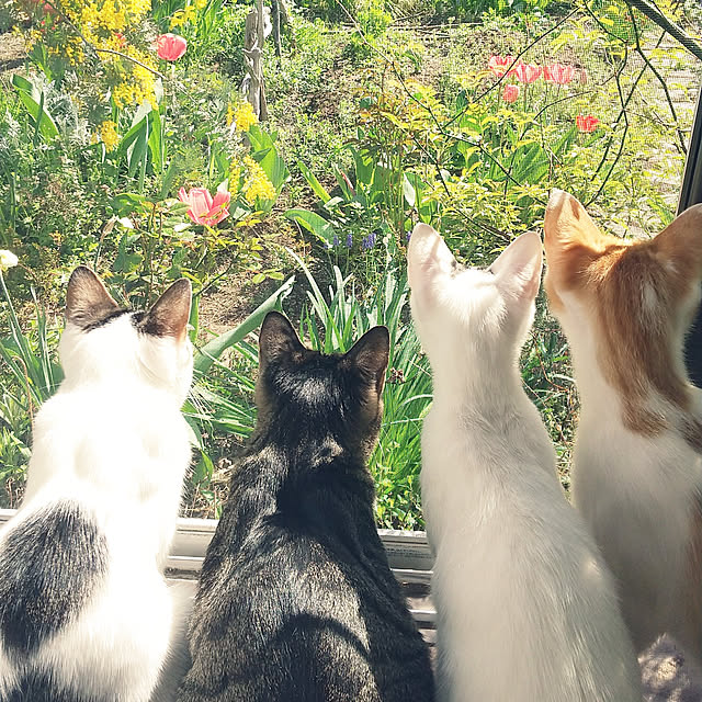 Mikaさんの実例写真