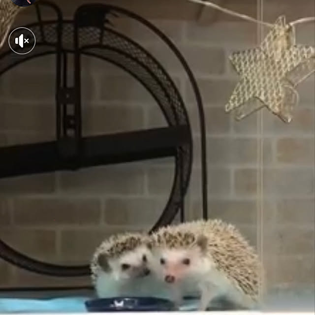 Chikakoさんの実例写真