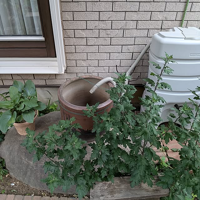 botanさんの実例写真