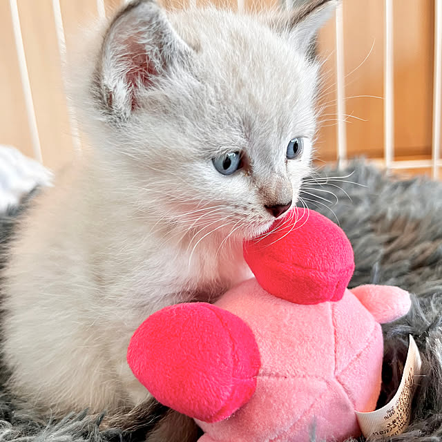 amさんの実例写真