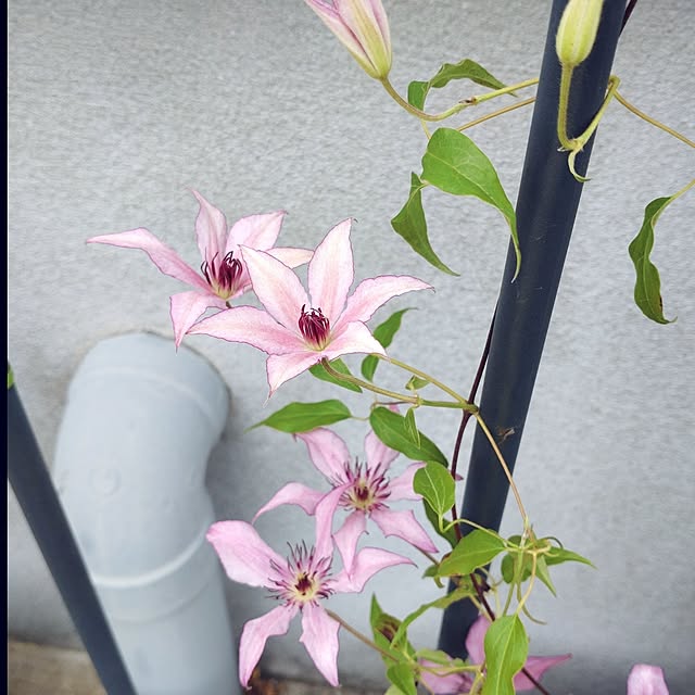 Bienvenueさんの実例写真