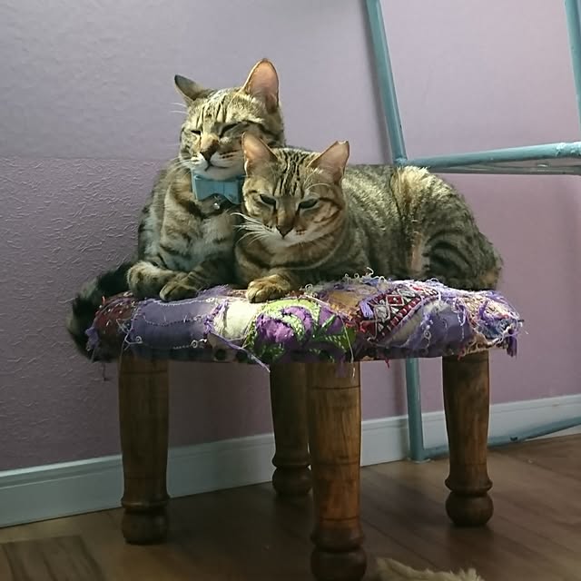 poniさんの実例写真