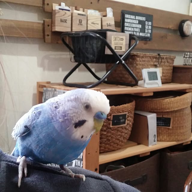 opiopiopiさんの実例写真