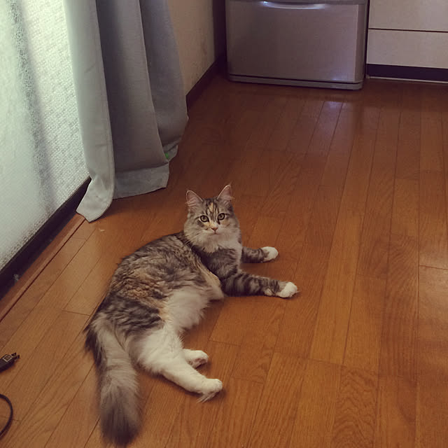 実例写真