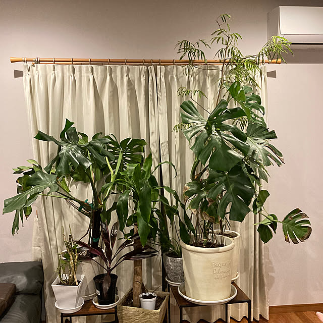 鉢の植え替え作業/楽しい土いじり/観葉植物/成長に喜ぶ/植物のある暮らし...などのインテリア実例 - 2023-04-16 21:25:28