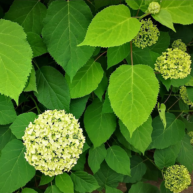 ku-garnet18さんの実例写真