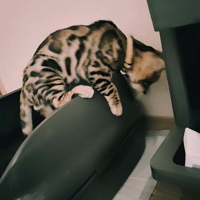 dekumamaさんの部屋