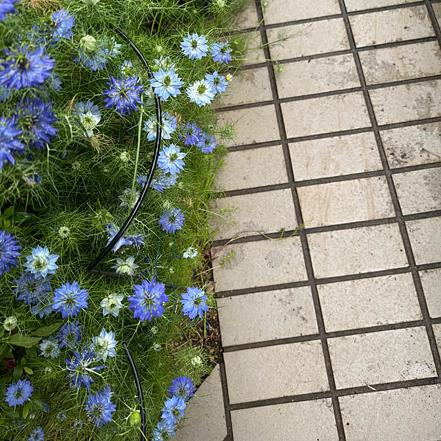 mamizaさんの実例写真