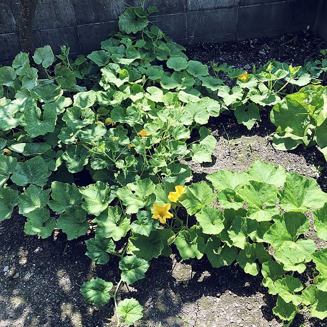 chiechanさんの実例写真