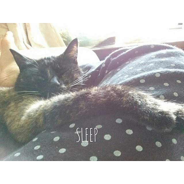 Ryoさんの実例写真