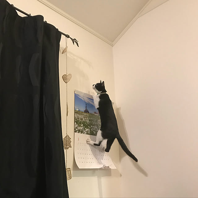 akuakuさんの実例写真