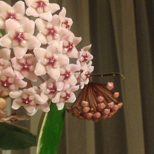 RosePanierさんの実例写真