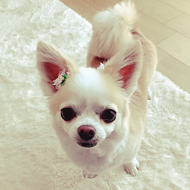 Sweetpeaさんの実例写真