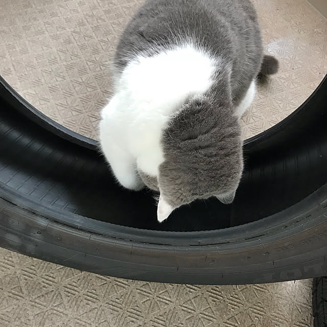 noikoさんの実例写真