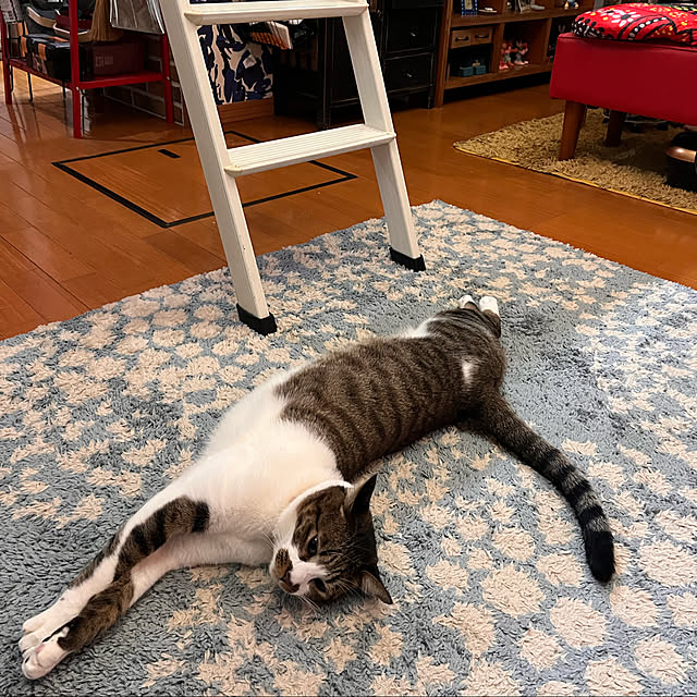 jijiさんの実例写真