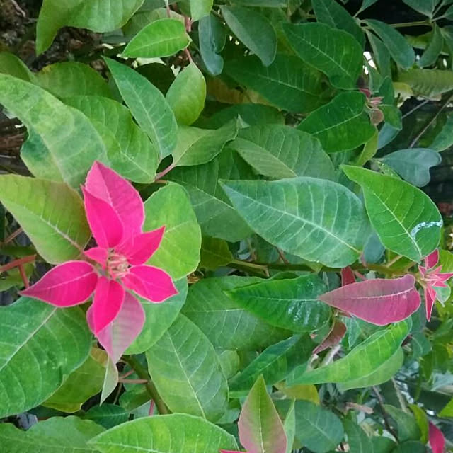 2年目株/生産者さん/観葉植物/植物/花...などのインテリア実例 - 2018-12-04 22:34:32