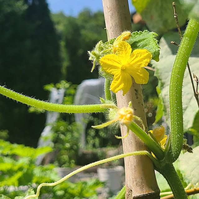 Rubiconさんの部屋