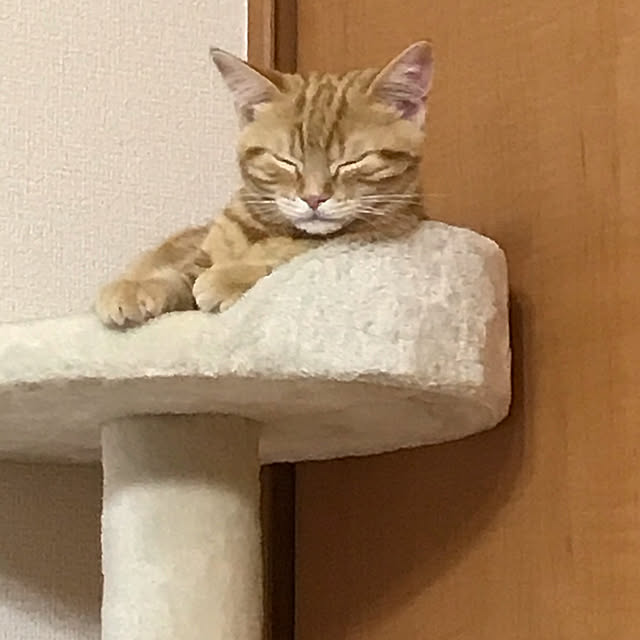 polcoさんの実例写真