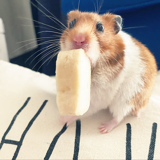 ohanaさんの実例写真