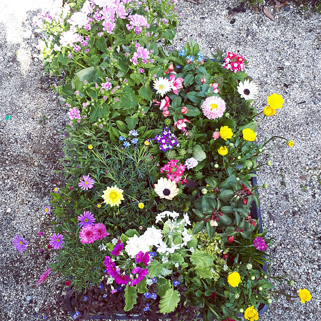 min_nimさんの実例写真