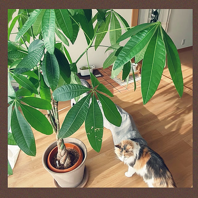 +CHIHARU+さんの実例写真