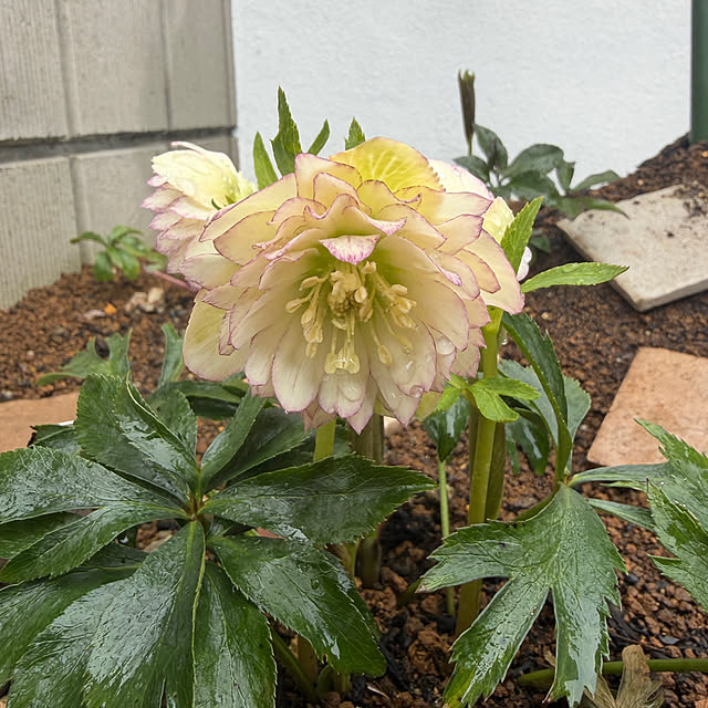 tiroさんの実例写真