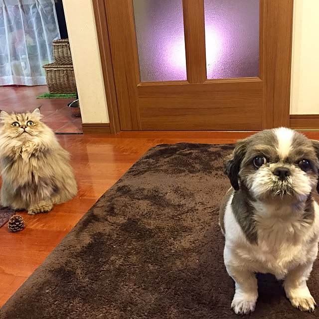 butachanさんの実例写真