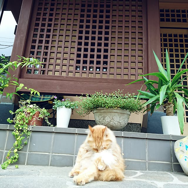 uchizukonyanさんの実例写真