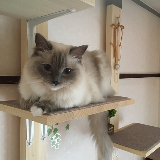 yumikoさんの実例写真
