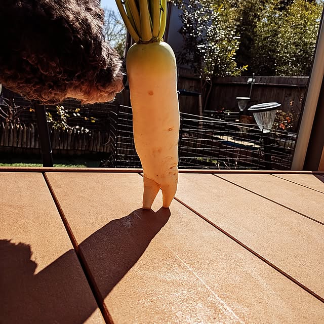 umeboshicyanさんの実例写真