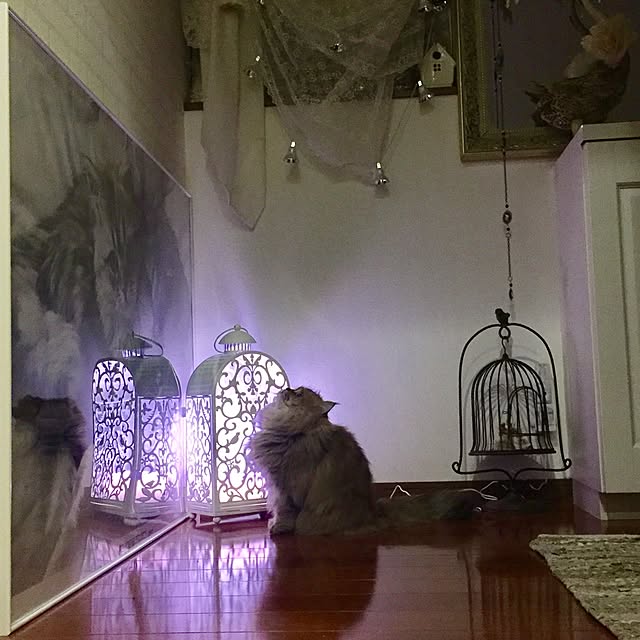 butachanさんの実例写真