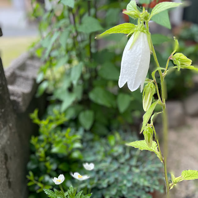 buchiさんの部屋