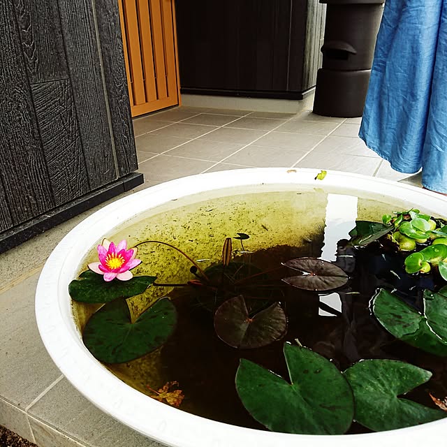 raikaimamanさんの実例写真