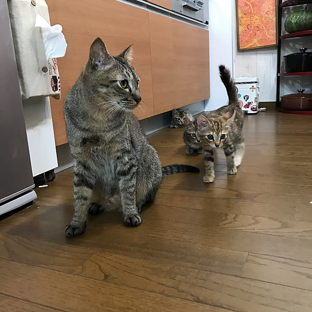 pepeさんの実例写真