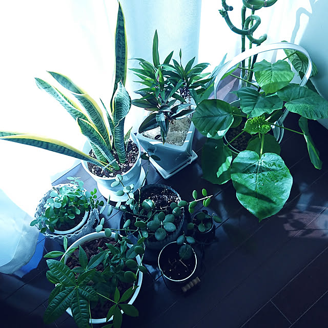 yuzu-chanさんの実例写真