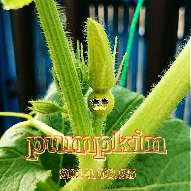 Little-Bambiさんの実例写真