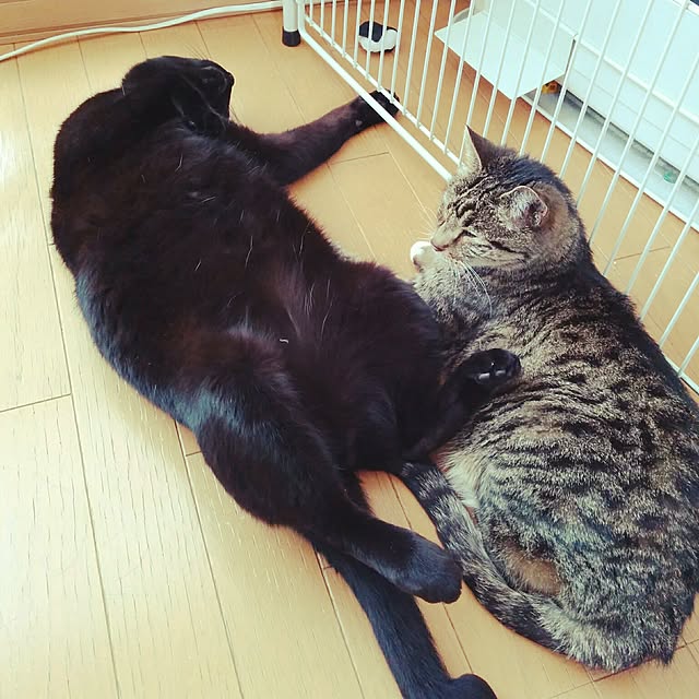 mametarouさんの実例写真