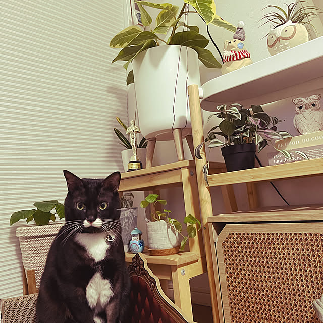 masamasaさんの実例写真