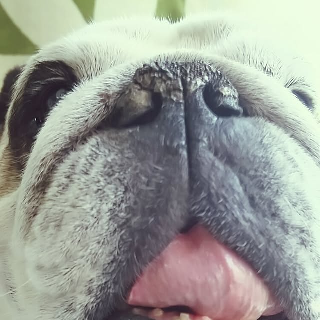 panchobiさんの実例写真