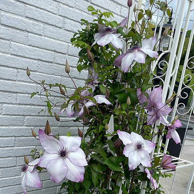 rinさんの実例写真