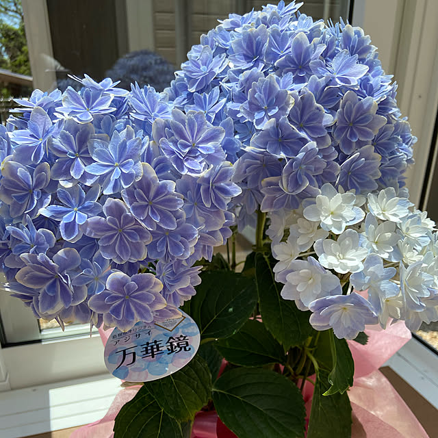 imoimoさんの実例写真