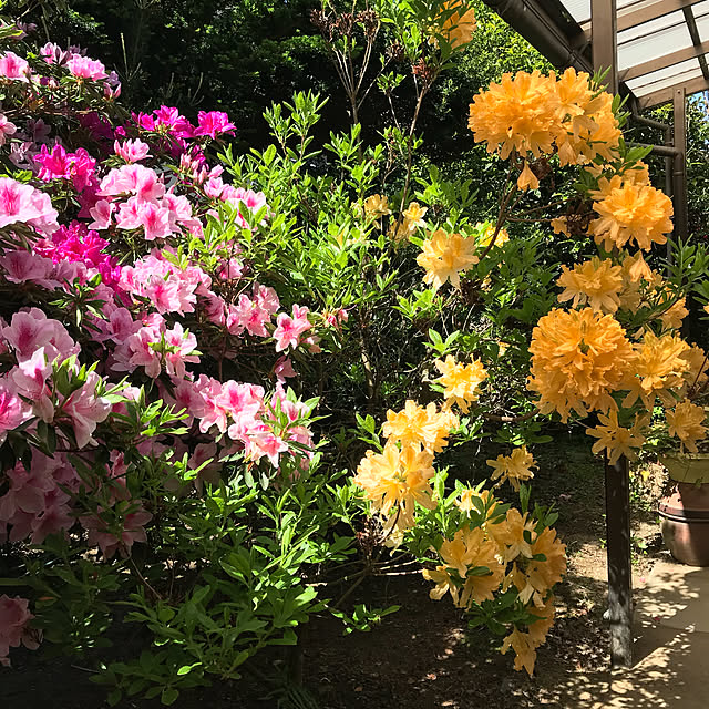 himawari09sakuchanさんの実例写真