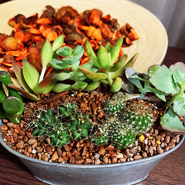 多肉植物/棚のインテリア実例 - 2019-03-13 00:31:34