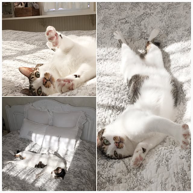 yuchiさんの実例写真