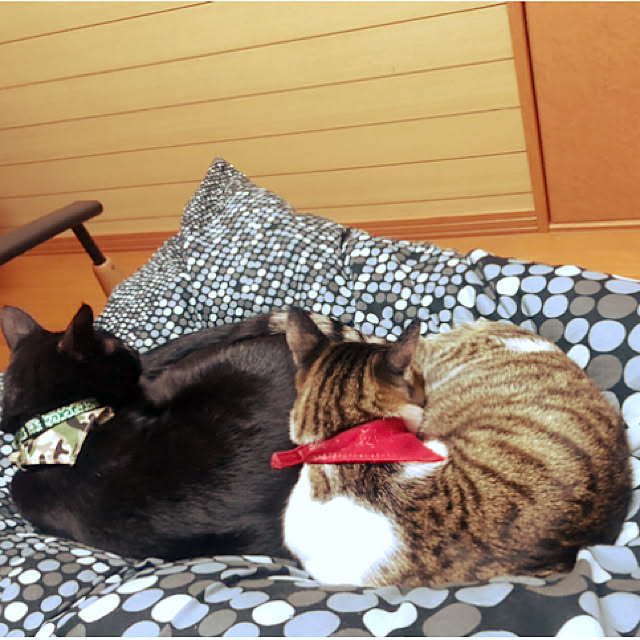 jijiさんの実例写真