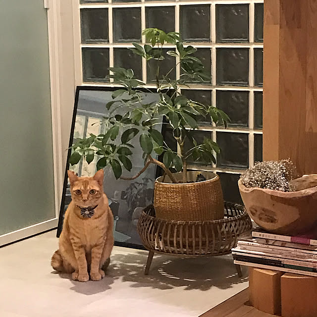mtkさんの実例写真